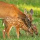 Image for article titled One Benefit of Permanent Daylight Saving Time? Fewer Cars Hitting Deer